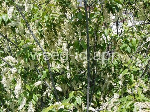 chokecherry, common